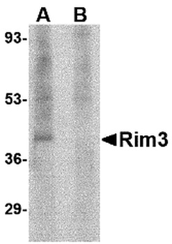 RIMS3 Antibody