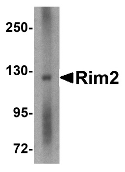 RIMS2 Antibody