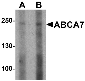 ABCA7 Antibody