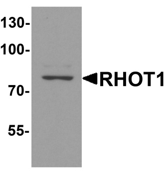 RHOT1 Antibody