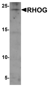 RHOG Antibody