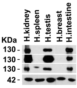 ACE2 Antibody