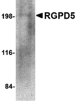 RGPD5 Antibody