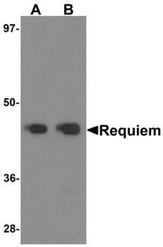 DPF2 Antibody