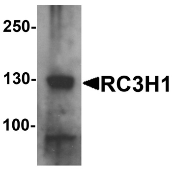 RC3H1 Antibody