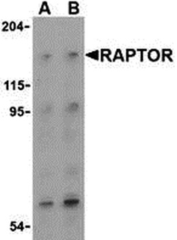 Rptor Antibody