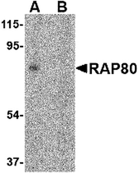 UIMC1 Antibody