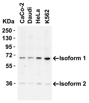 AIFM1 Antibody