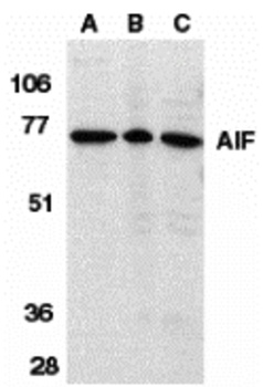 AIFM1 Antibody