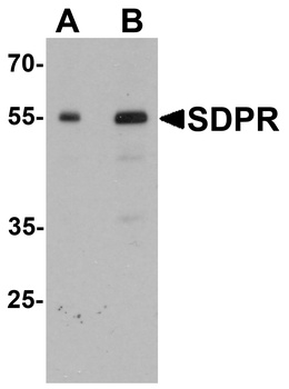 PTRF Antibody