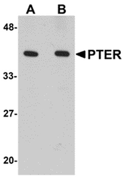 PTER Antibody
