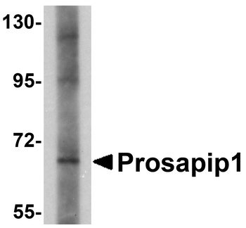 Prosapip1 Antibody