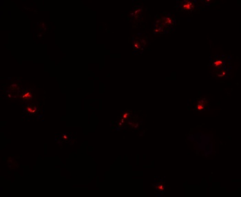 PROM1 Antibody