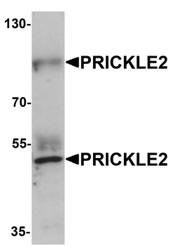 PRICKLE2 Antibody