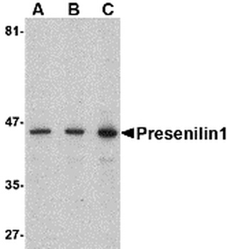 PSEN1 Antibody