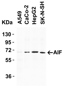 AIFM1 Antibody