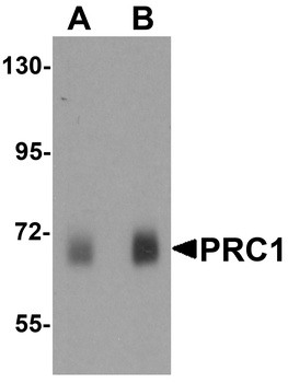PRC1 Antibody