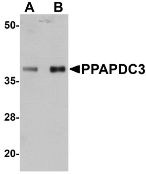 PPAPDC3 Antibody