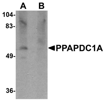 PPAPDC1A Antibody
