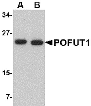 POFUT1 Antibody
