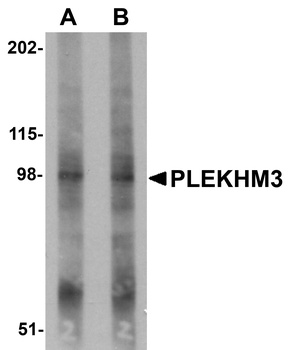 PLEKHM3 Antibody