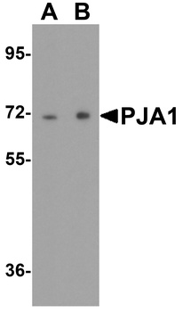 PJA1 Antibody