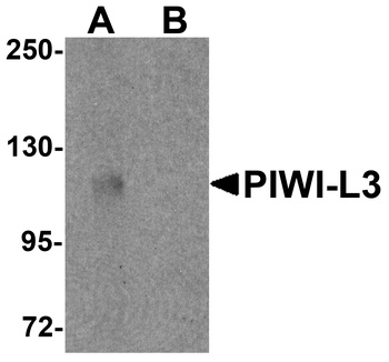 PIWIL3 Antibody