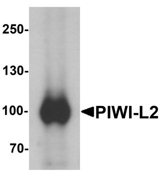 PIWIL2 Antibody
