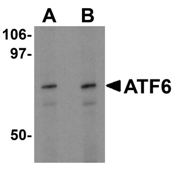 ATF6 Antibody