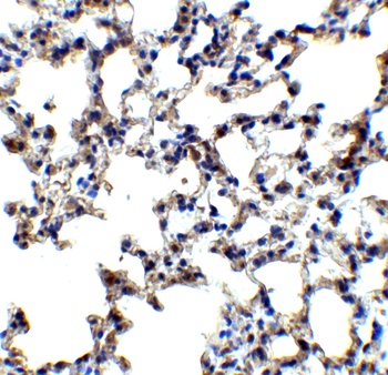 AXIN2 Antibody