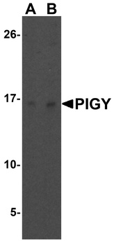 PIGY Antibody