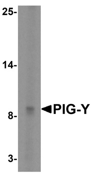 PIGY Antibody