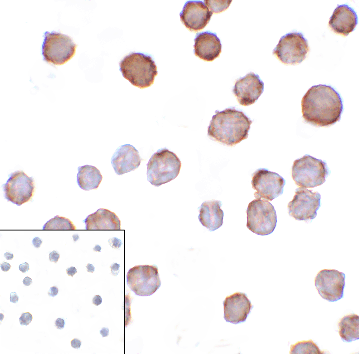 CD276 Antibody