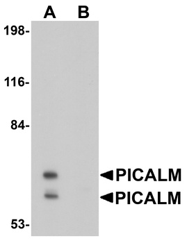 PICALM Antibody