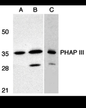 PHAP III Antibody