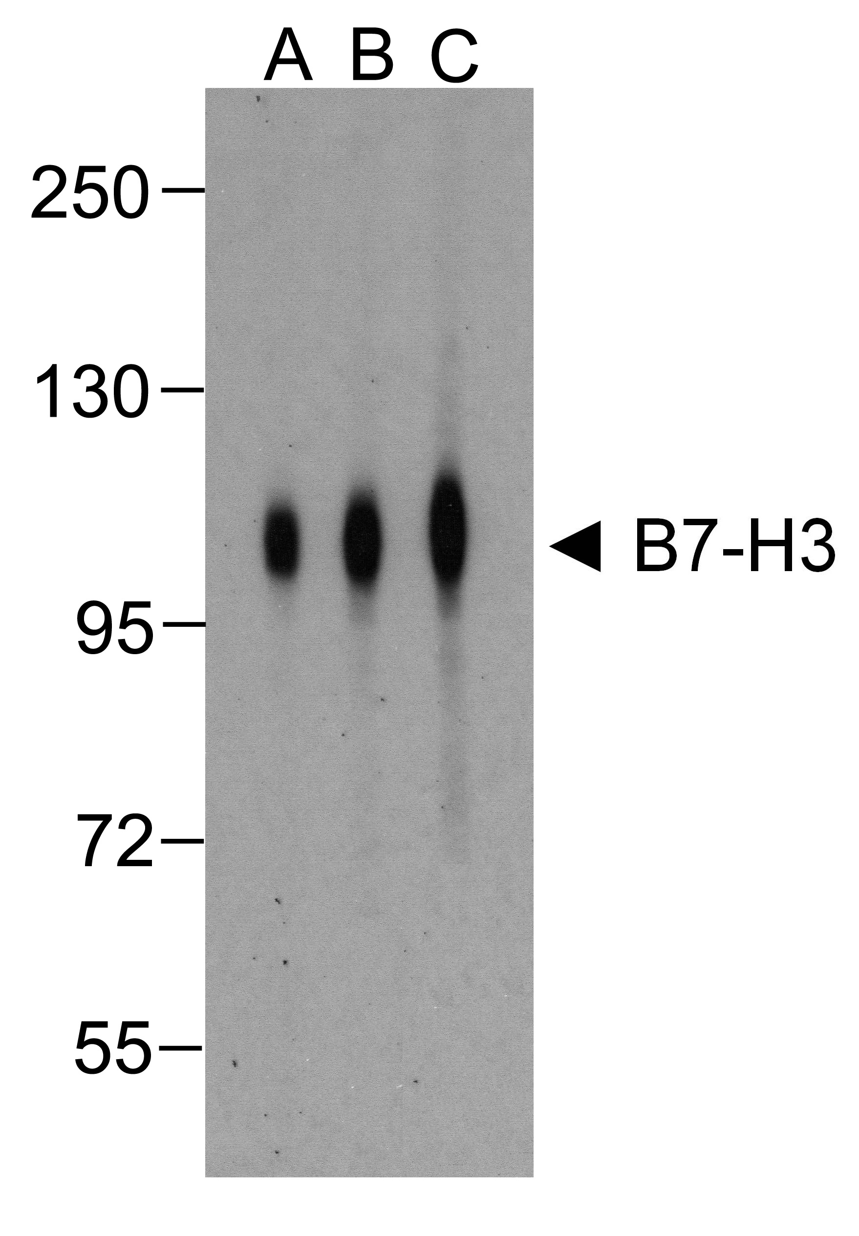 CD276 Antibody