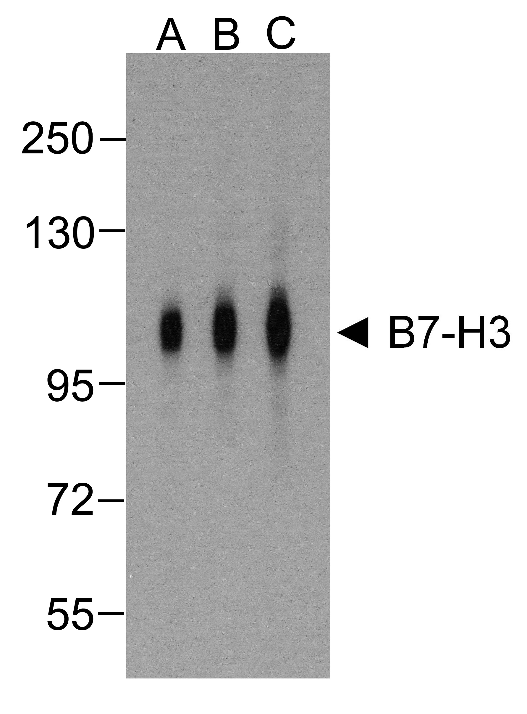 B7H3 Antibody [4H3]