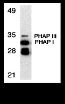 PHAP Antibody