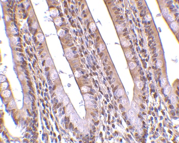 ANP32A Antibody
