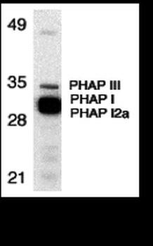 ANP32A Antibody