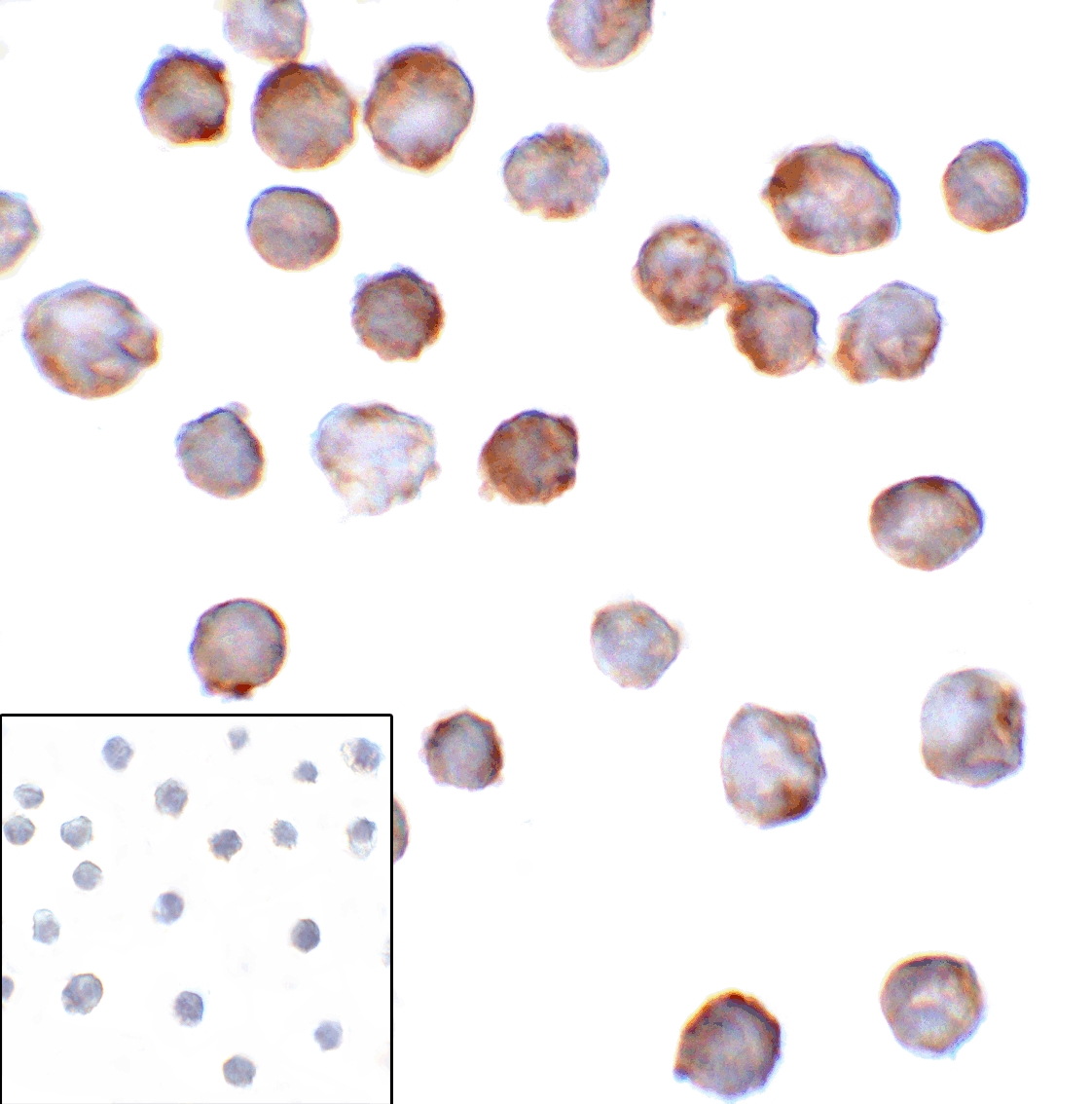 CD276 Antibody