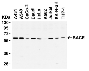 BACE1 Antibody