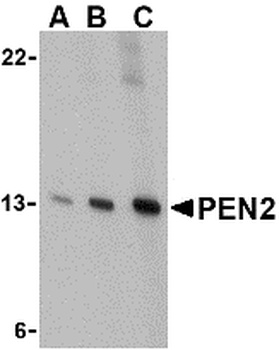 PSENEN Antibody