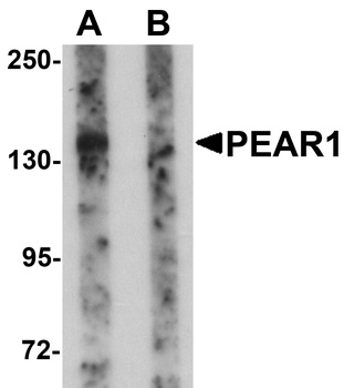 PEAR1 Antibody