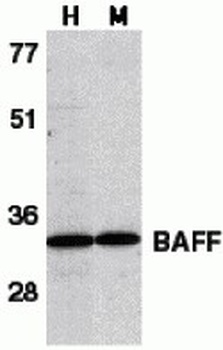 TNFSF13B Antibody