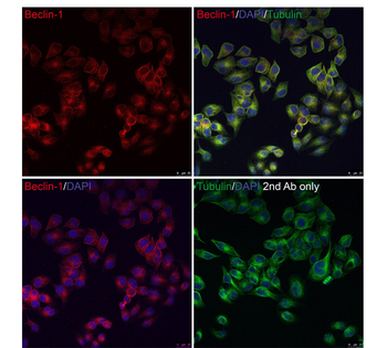 Beclin-1 Antibody