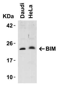 BCL2L11 Antibody