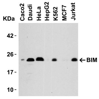 BCL2L11 Antibody