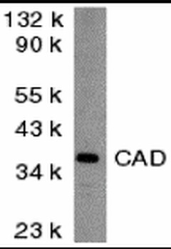 Dffb Antibody