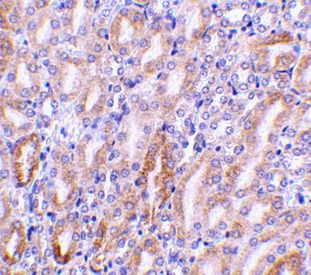 Dffb Antibody